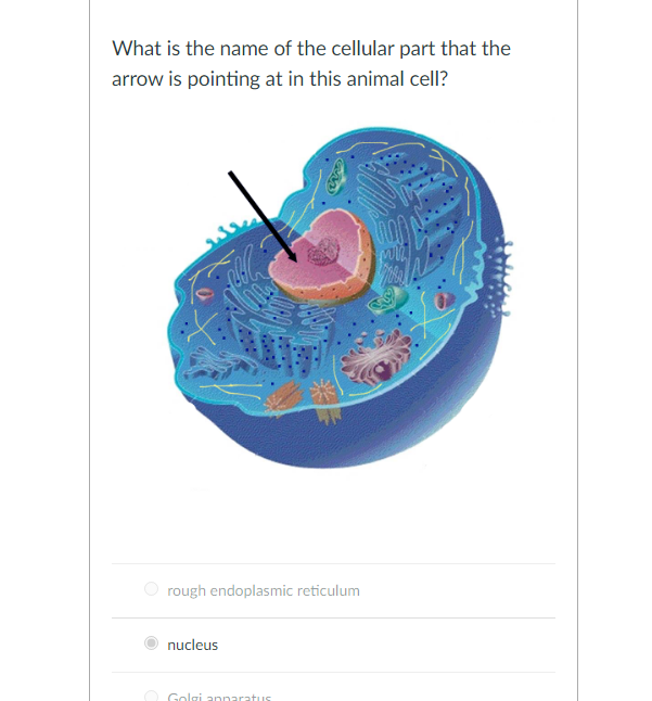 Cell Labeling: Eukaryotic Cells-BIOL-107